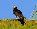 Black caracara.jpg