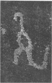 Charles W. Gilmore, Curator of Vertebrate Paleontology with the United States National Museum, examined an ancient pictograph which he claimed portrays dinosaurs and man coexisting