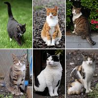 512px-Collage of Six Cats-01.jpg