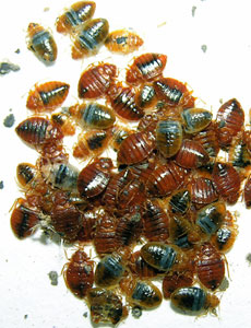 Bed-bugs-group.jpg
