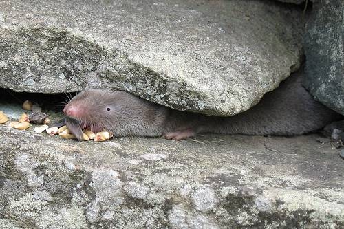 File:Between a rock and a hard place.jpg
