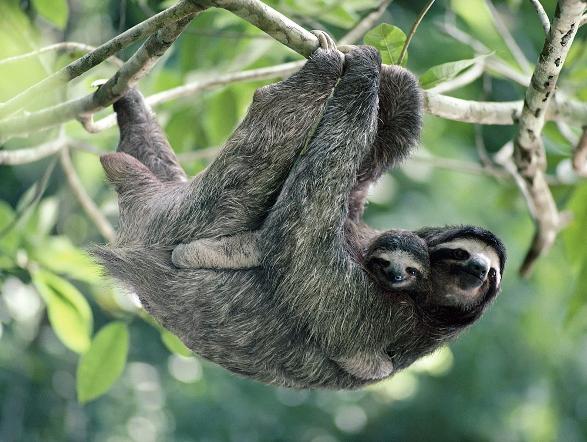 File:ThreeToedSloth.jpg