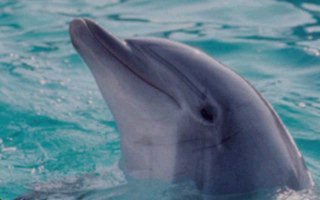 Dolphin1.jpg