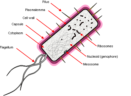Prokaryotes are characterised by the lack of a nucleus and membranes bound organelles.