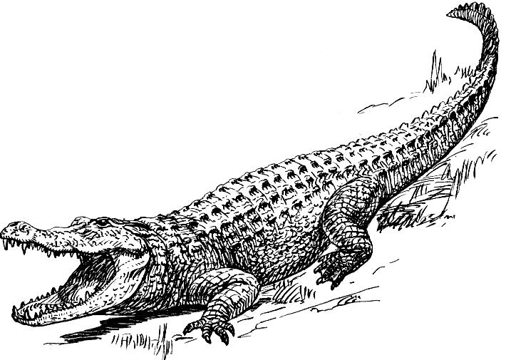 Alligator.png