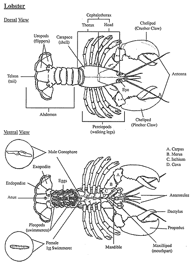 Anatomy of the lobster.
