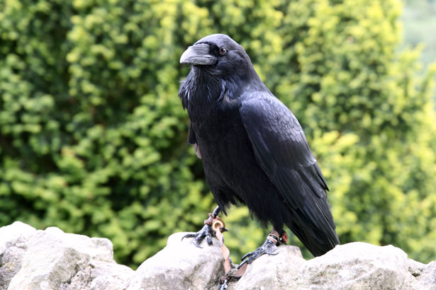 File:Crow.jpg