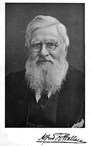 Alfredwallace.jpg