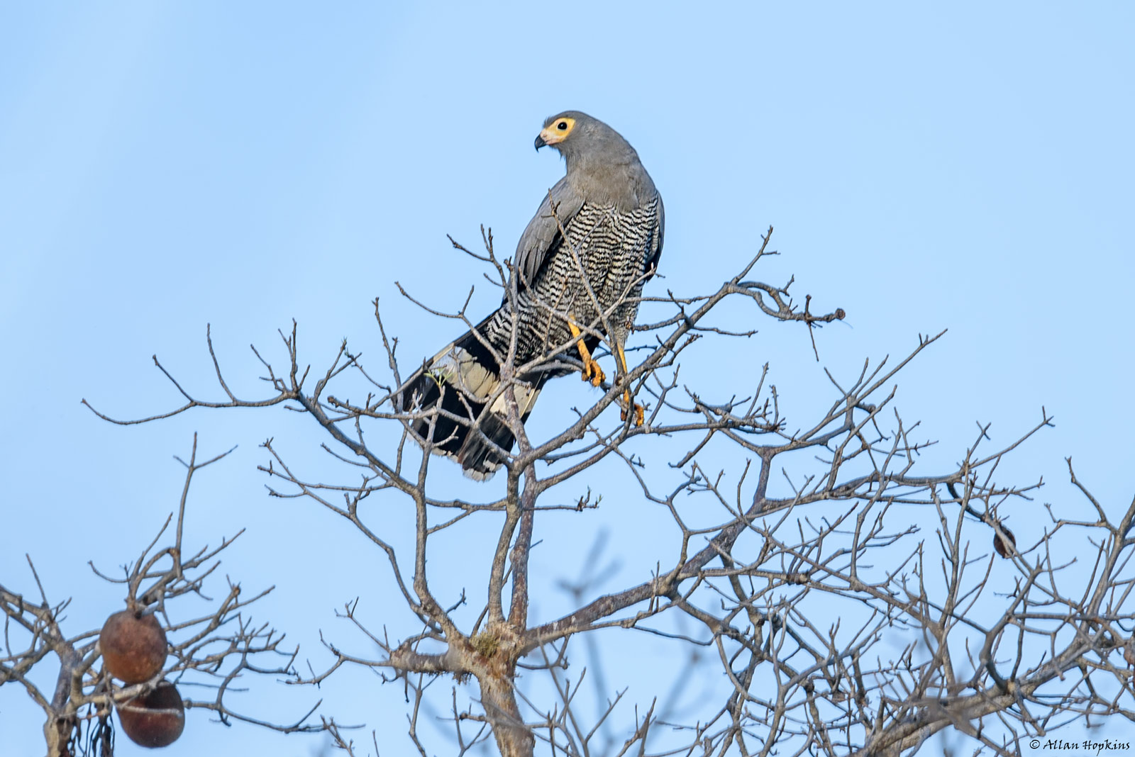 MadagascarHarrierHawk.jpg