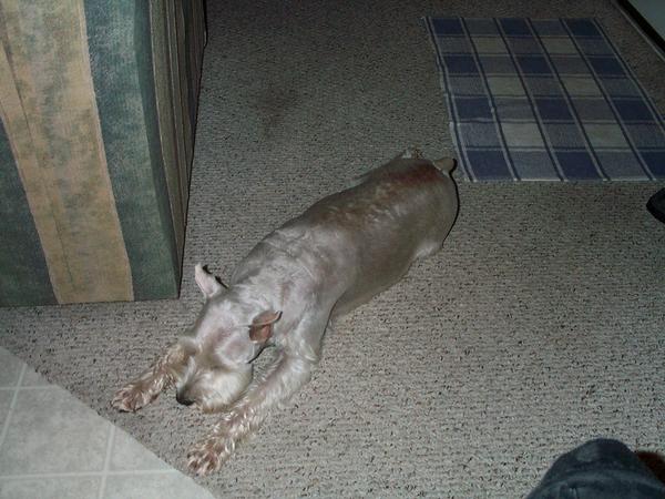 File:Miniature Schnauzer.jpg