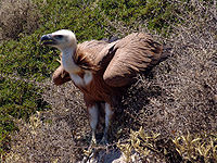 GriffonVulture.jpg