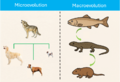Microevolutionmacroevolution.PNG