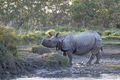 IndianRhino.jpg