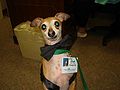 Divot the Therapy Dog.jpg