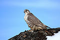 Gyrfalcon.jpg
