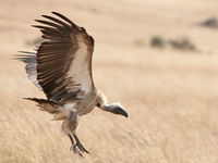 WhiteBack vulture.jpg