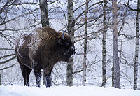 Wisent1.jpg