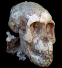Australopithecus afarensis.png