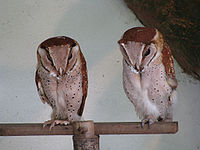 Oriental bay owls.jpg