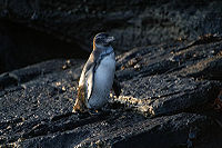 Galapagos penguin.jpg