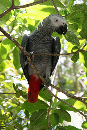African gray parrot - Conservapedia