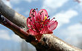 PeachBlossom.jpg