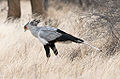 SecretaryBird.jpg