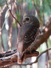 WhtBrow hawk owl.jpg