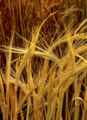 Hordeum-barley.jpg