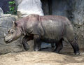 SumatranRhino.jpg