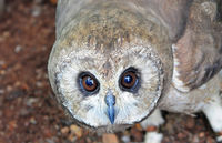 Marsh owl.jpg