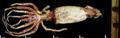 Giant squid.jpg