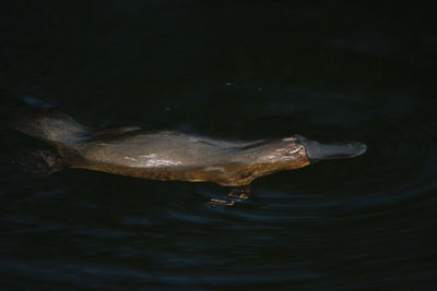 Platypus - Conservapedia