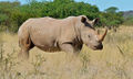 WhiteRhino.jpg