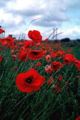 Poppy-flowers-Musselburgh-Scotland.jpg