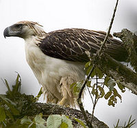 Philippine Eagle.jpg