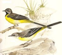 Grey Wagtail.jpg