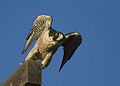 PeregrineFalcon.jpg