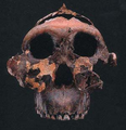 Australopithecus anamensis.png