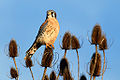AmericanKestrel.jpg