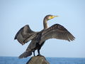GreatCormorant1.jpg