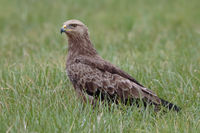 LessSpotEagle.jpg
