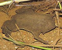 Surinam-toad.jpg