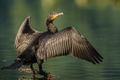 GreatCormorant2.jpg