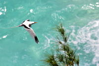 WhiteTail Tropicbird.jpg