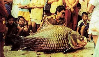 Giant Siamese Carp 1996 Thailand.jpg