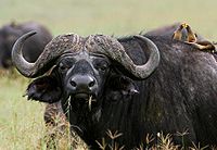 Cape buffalo with oxpeckers.jpg