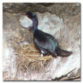 Pelagic cormorant.jpg