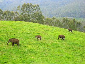 Indian elephants in Kerala