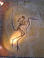 ArchaeopteryxSolenhofen.jpg